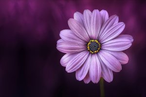 Emetofobi, angst for opkast, lilla blomst